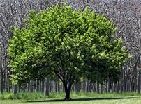 Государственное предприятие «Миноблтопливо» - Услуги - Лесозаготовка - Удаление деревьев