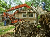 Государственное предприятие «Миноблтопливо» - Услуги - Лесозаготовка - Вырубка деревьев